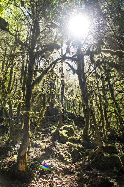 Moosiger Wald, geheimnisvoller Buchsbaum an einem sonnigen Tag