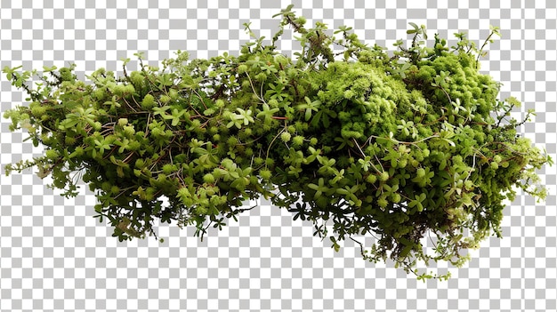 Moospflanze auf UHD-Wallpapier mit durchsichtigem Hintergrund