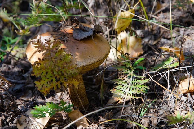 Moospilz auf dem herbstlichen Waldboden