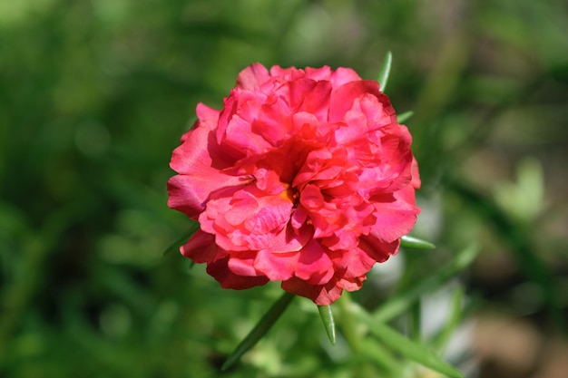 Moosrose oder Portulaca grandiflora rote Blume auf natürlichem Hintergrund