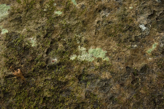 Foto mooswandhintergrund in der natur