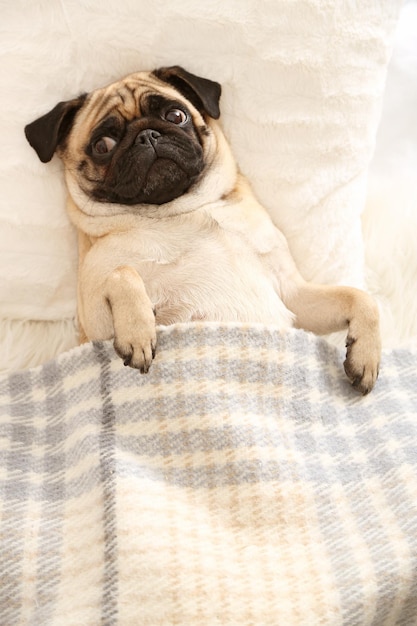 Mops Hund im Bett unter der Decke liegen