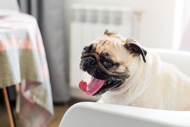 Mops Hund sitzt auf einem Stuhl und gähnt