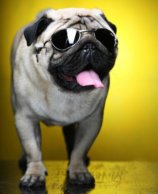 Mops mit Sonnenbrille. Spaß schießen. Nahansicht