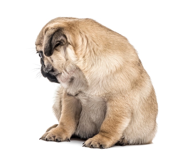 Mops Welpen sitzen, rückwärts schauend, lokalisiert auf Weiß