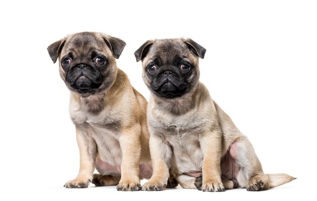 Mops Welpen sitzen vor weißem Hintergrund