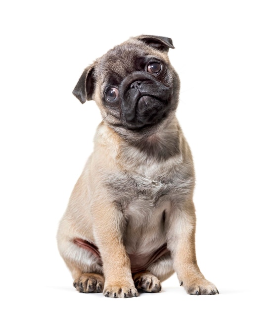 Mops Welpen sitzen vor weißem Hintergrund