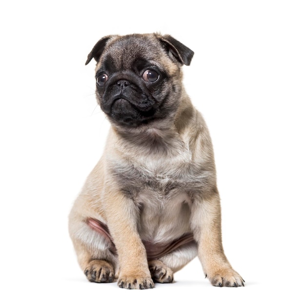 Mops Welpen sitzen vor weißem Hintergrund