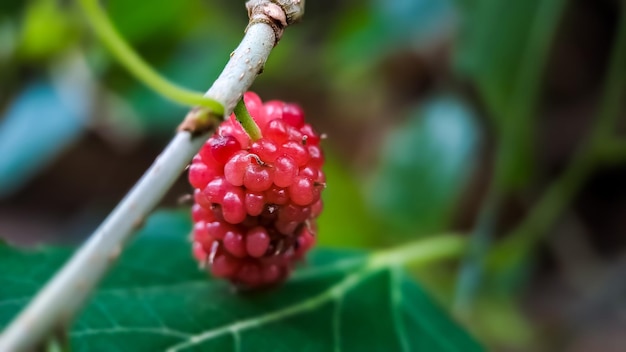 Mora brasileña MORUS CELTIDIFOLIA en morera de cerca Foto macro de mora brasileña o morera