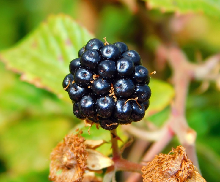 Foto mora fruta comestible en naturaleza salvaje.