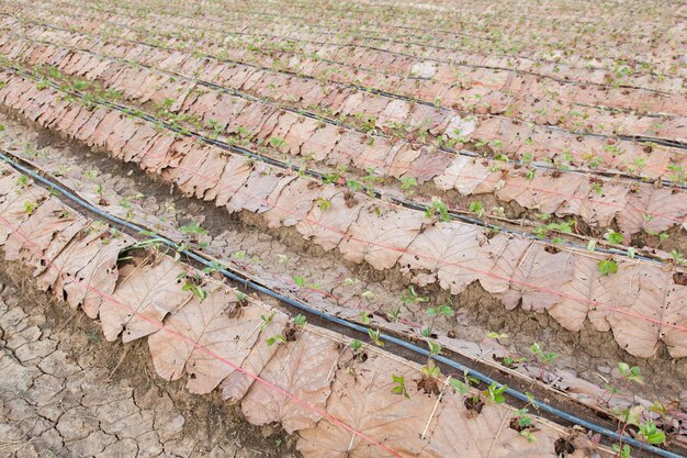 Morango Agrícola