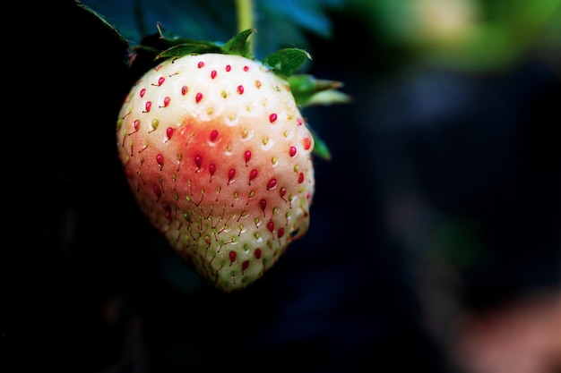 Morango com closeup.