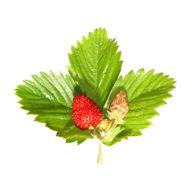 Foto morango com folha verde isolada no branco