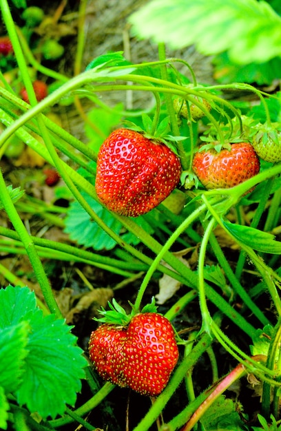 Morango frutas no galho