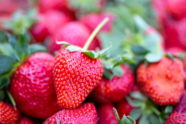 Morango. Macro de frutas orgânicas frescas. Fundo de frutas