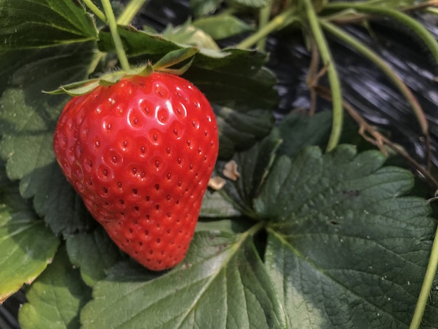 Morango madura vermelha da terra orgânica japonesa da agricultura.