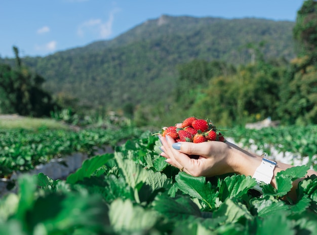 Morango na mão de um agricultor de frutas.