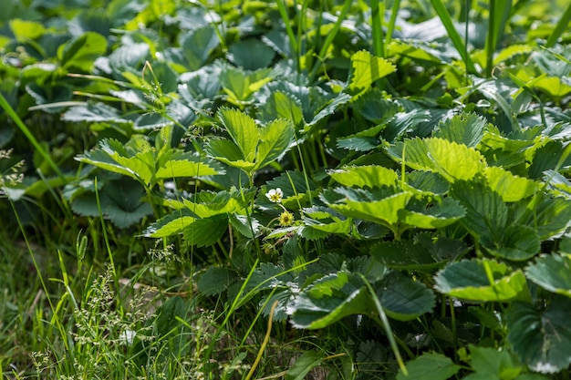 Morango no jardim