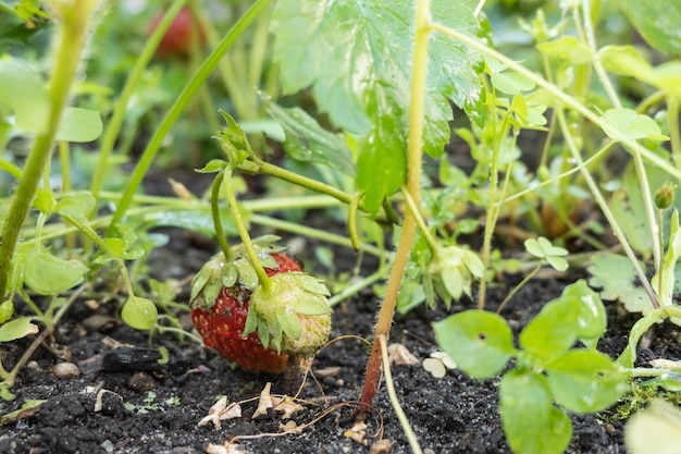 Morango planta jardim stawberry arbustos morangos em crescimento no jardim bagas verdes e folhagem