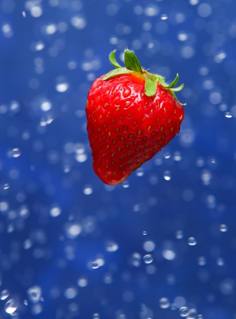 Morango vermelho fresco sob gotas de água em fundo azul