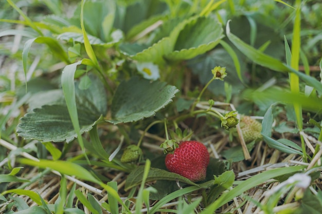 Morangos crescendo em uma fazenda