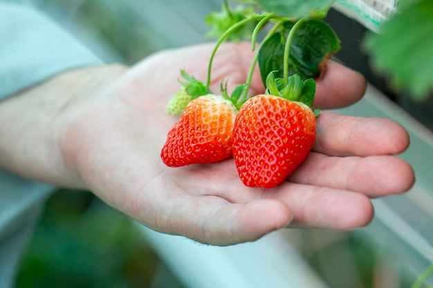 Morangos cultivados em uma estufa com tecnologia moderna de grandes bagas