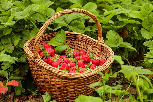 Morangos em uma cesta no jardim ao ar livre