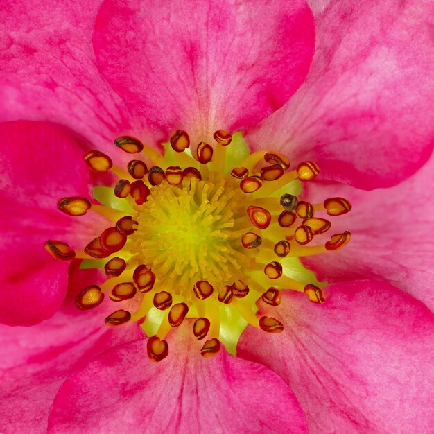 Morangos flor rosa