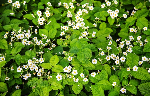 Morangos florescem no jardim. foco seletivo. natureza.