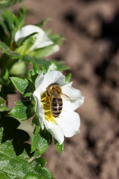 Morangos florescendo no jardim uma abelha poliniza flores