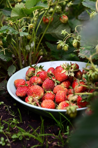 Morangos frescos cultivados em casa em uma tigela entre arbustos de morango Bagas vermelhas maduras colhidas no jardim de casa Frutas de verão fundo colorido vívido