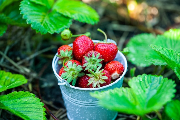 Morangos frescos no jardim alimentos orgânicos bagas saudáveis em uma tigela