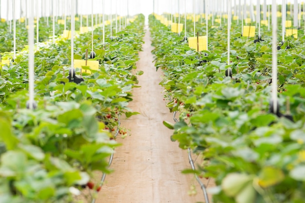 Morangos frescos que são cultivados em estufas