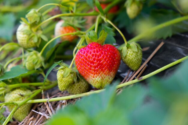 morangos na estufa na fazenda de morango