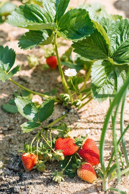 Morangos orgânicos doces crescem e amadurecem no jardim