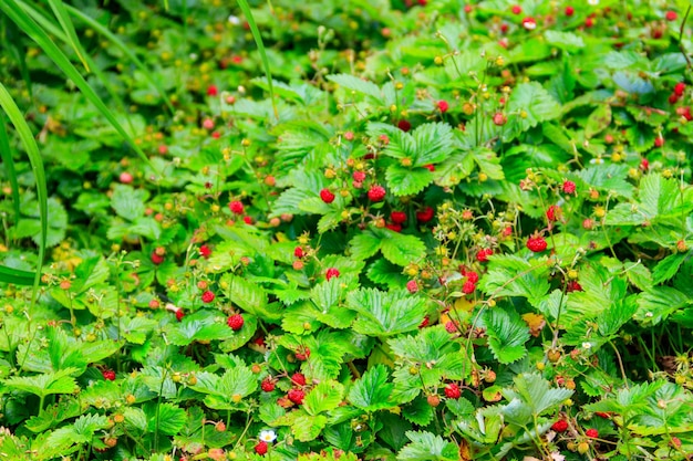 Morangos selvagens vermelhos maduros numa floresta