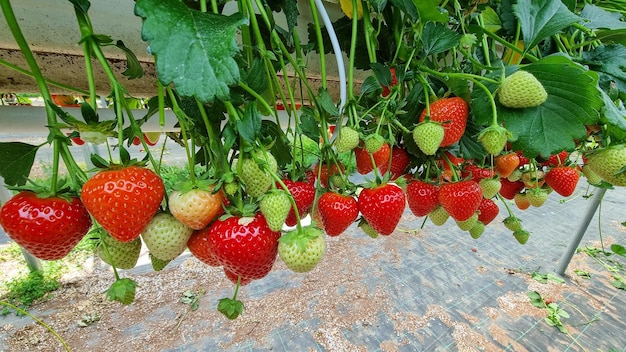 Morangos vermelhos crescem em camas altas Berry pendurada