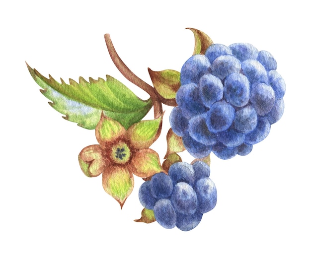 Moras de acuarela del bosque