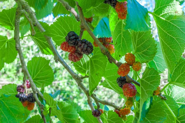 Moras en el árbol