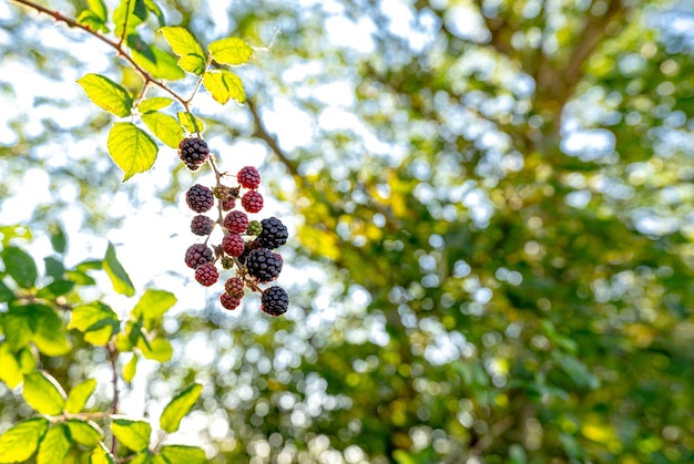 Moras de colores brillantes que crecen en el seto con el sol asomándose. Las hojas y los vestidos están desenfocados en el fondo.