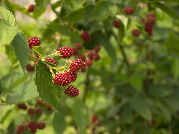 Las moras crecen en un arbusto en el jardín Cosecha de bayas dulces negras