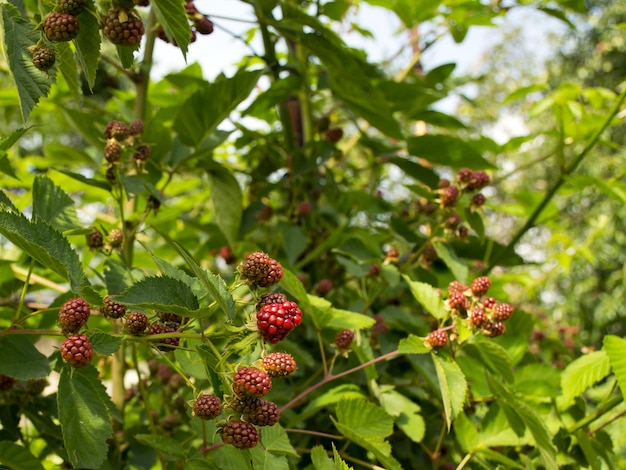 Las moras crecen en un arbusto en el jardín Cosecha de bayas dulces negras