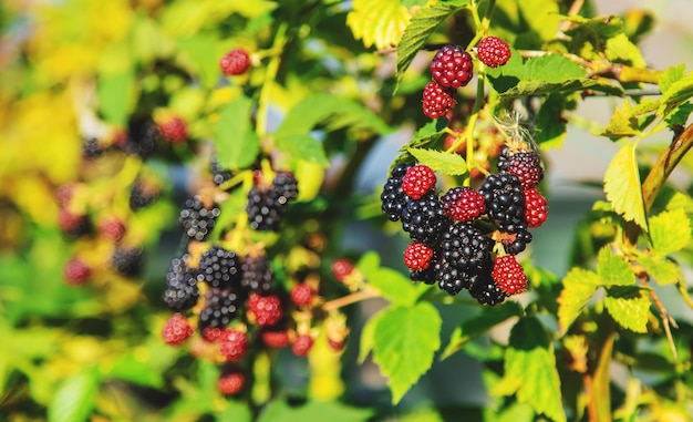 Las moras crecen en el jardín. Enfoque selectivo.