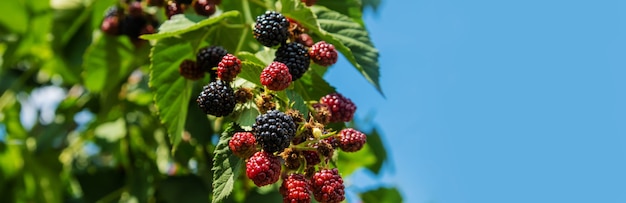 Las moras crecen en el jardín. Moras maduras e inmaduras en un arbusto. comida