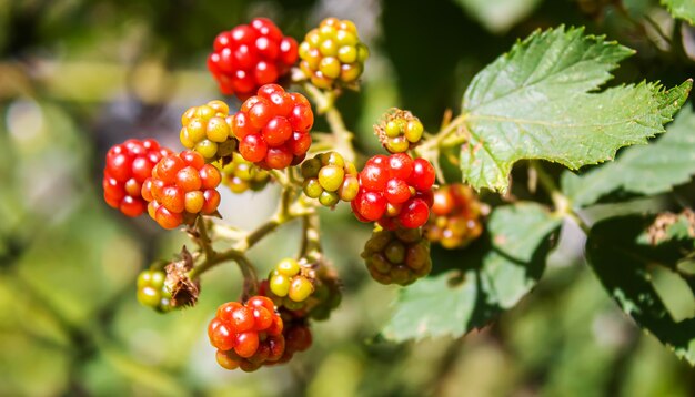 Las moras crecen en el jardín. Moras maduras e inmaduras en un arbusto.