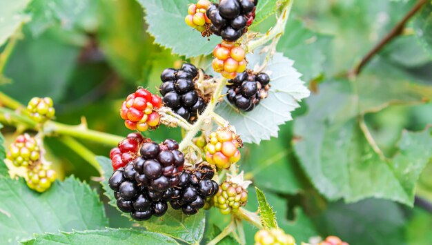 Las moras crecen en el jardín. Moras maduras e inmaduras en un arbusto.