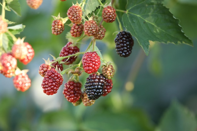 moras frescas en el bosque de verano