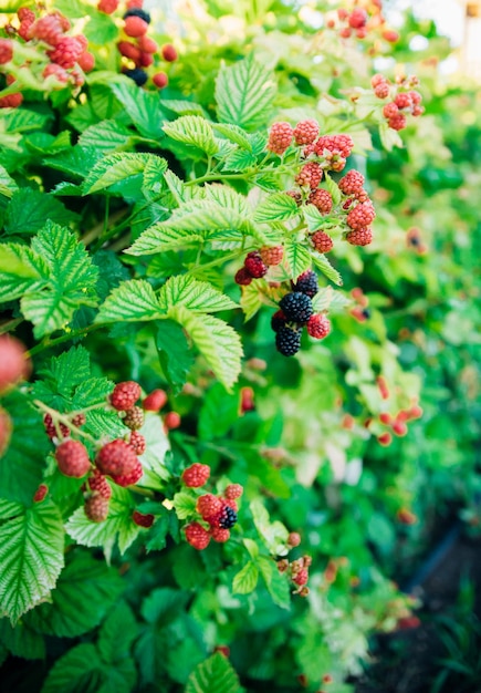 Foto moras frescas en el jardín un montón de frutos de mora maduros en una rama con hojas verdes