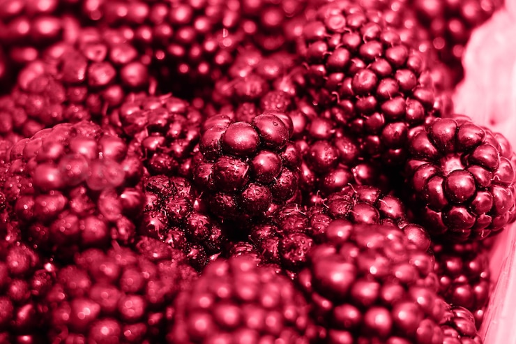 Foto moras frescasfotografía de primer planocolor rojo de moda