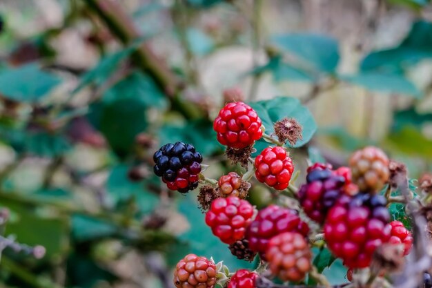 moras inmaduras durante una caminata en un bosque en el verano